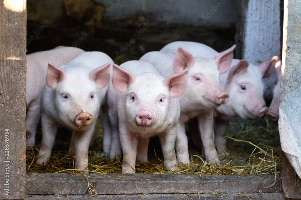 Two little cute pigs on the farm. Two little cute pigs on the farm.