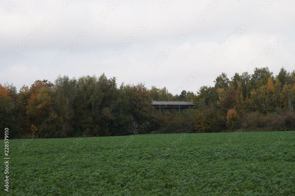 Naklejka premium Wald