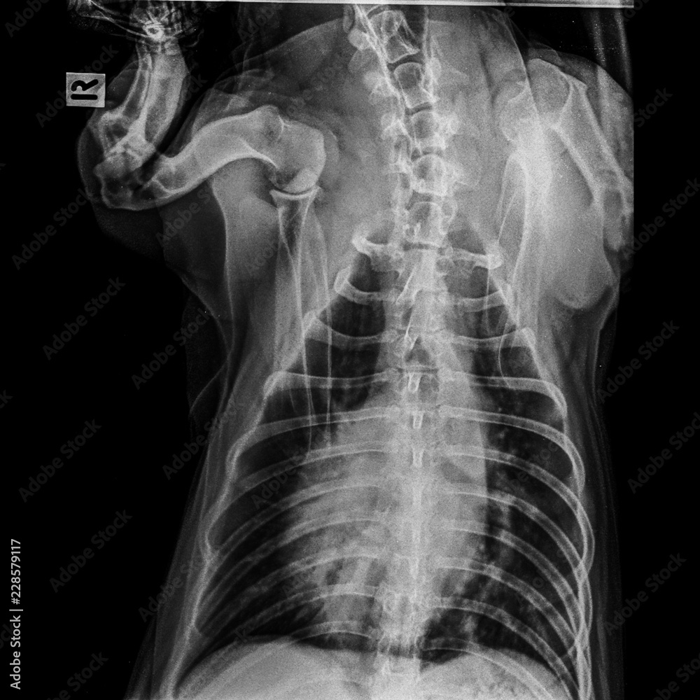 X-ray film of dog anterior view closed up in thorax standard and abdomen- veterinary medicine and Veterinary anatomy Concept -black and white color X-ray film of dog anterior view closed up in thorax standard and abdomen- veterinary medicine and Veterinary anatomy Concept -black and white color