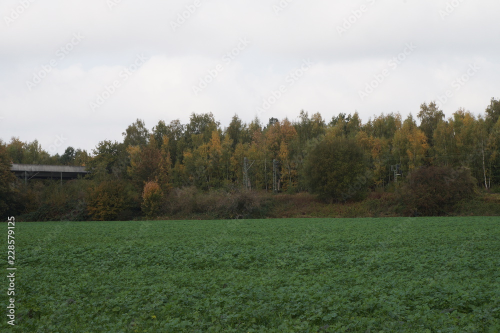 Fototapeta premium Wald