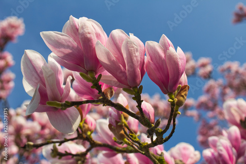Branch of magnolia tree in the spring garden on the blue sky background © veroja