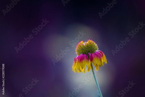 Fototapeta Naklejka Na Ścianę i Meble -  Red Sunflower blooming away on a beautiful spring day