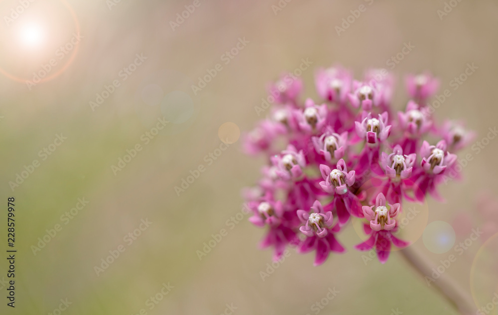 pinc flower on creamy background pinc flower on creamy background