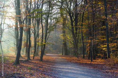 late autumn in a forest north of Copenhagen