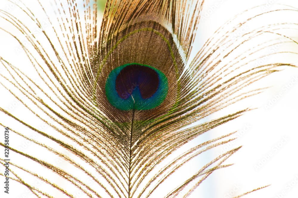 Fototapeta premium A portrait of a peacock feather in white background