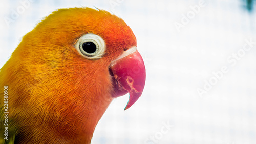 closeup of lovebird Agapornis fischery  photo