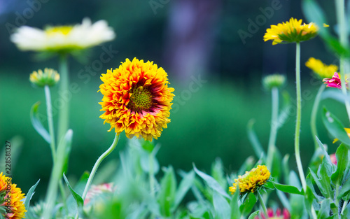 Fototapeta Naklejka Na Ścianę i Meble -  Sunflower blooming away in the garden