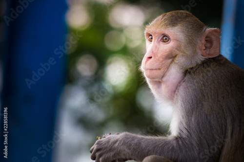 The Rhesus Macaque Monkey sitting and looking away in its natural habitat. © Robbie Ross