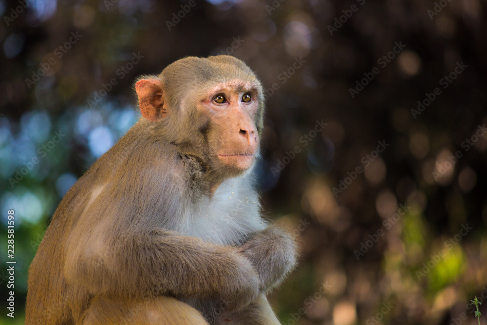 Fototapeta premium The Rhesus Macaque Monkey sitting and looking away curiously 