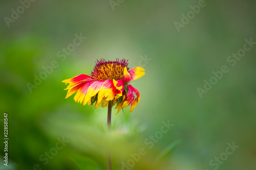 Fototapeta Naklejka Na Ścianę i Meble -  Red Sunflower blooming away on a beautiful spring day