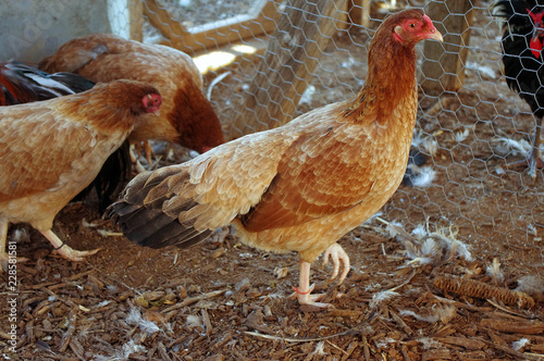 Pure Bred Black Breasted Red Cubalaya Hen photo