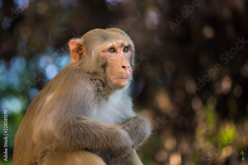 The Rhesus Macaque Monkey sitting and looking away curiously  