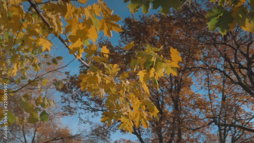 Autumn forest with golden yellow leaves and blue sky on background, sunlight through trees, perfect beautiful weather Autumn forest with golden yellow leaves and blue sky on background, sunlight through trees, perfect beautiful weather