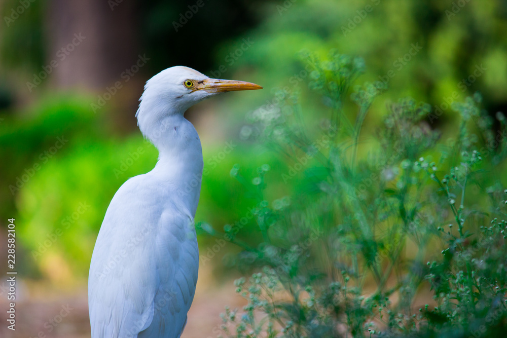 Cattle Egret in the garden in its natural habitat in a soft blurry background. Cattle Egret in the garden in its natural habitat in a soft blurry background.
