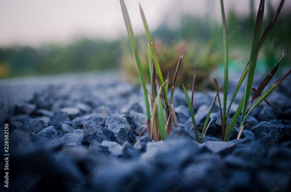 Naklejka premium Wschodząca trawa