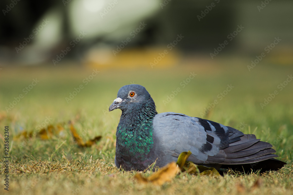 Pigeon looking away very curiously in a soft blurry background Pigeon looking away very curiously in a soft blurry background