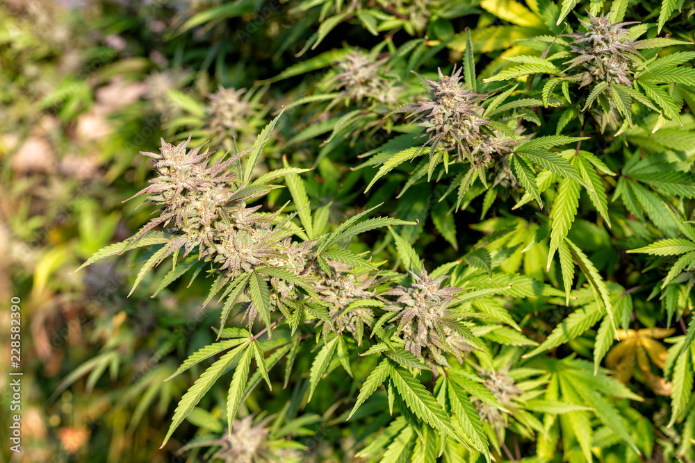 A number of buds on a cannabis plant nearing harvest time in autumn.