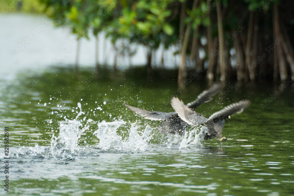 Fototapeta premium Gallareta Americana 