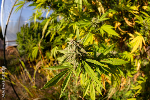 A bud on a massive marijuana plant near sunset.