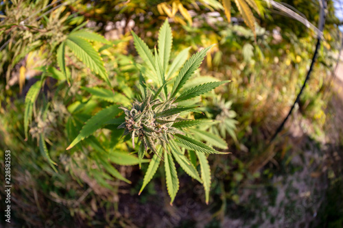 A small bud at the base of a massive marijuana forest.