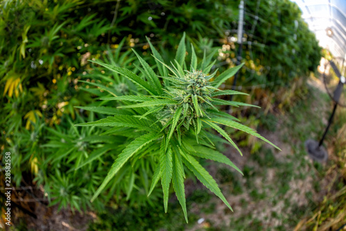 A healthy bud near harvest time at an outdoor grow operation.