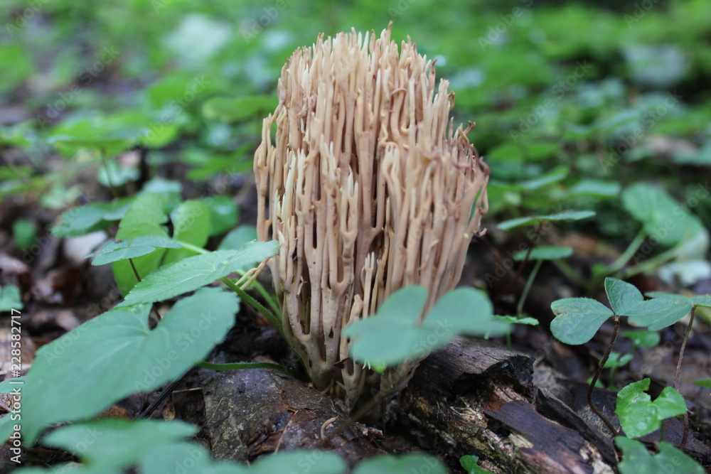 Coral mushroom Coral mushroom