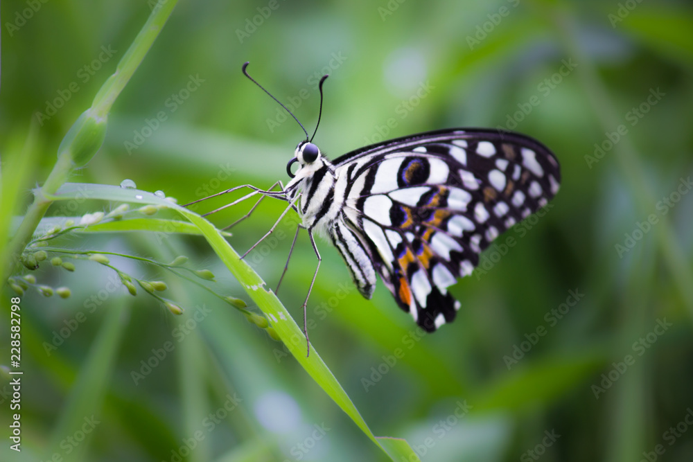 The Common Lime Butterfly sitting on the flower plants in its natural habitat with a nice soft blurry background. The Common Lime Butterfly sitting on the flower plants in its natural habitat with a nice soft blurry background.
