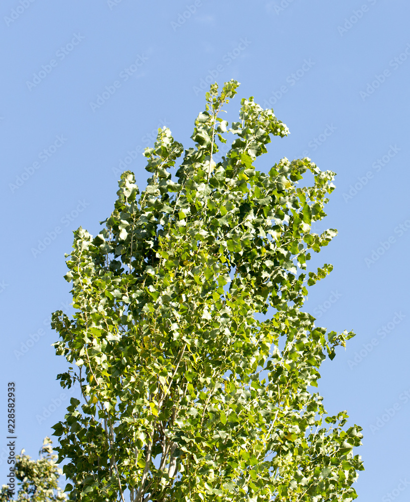 Fototapeta premium Poplar tree against the sky