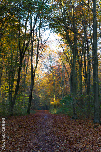 late autumn in a forest