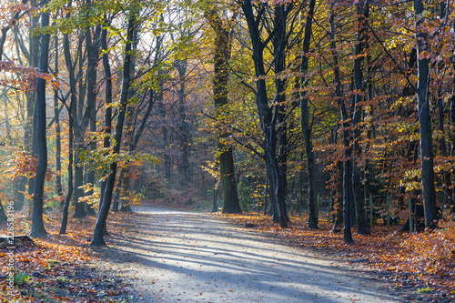 late autumn in a forest