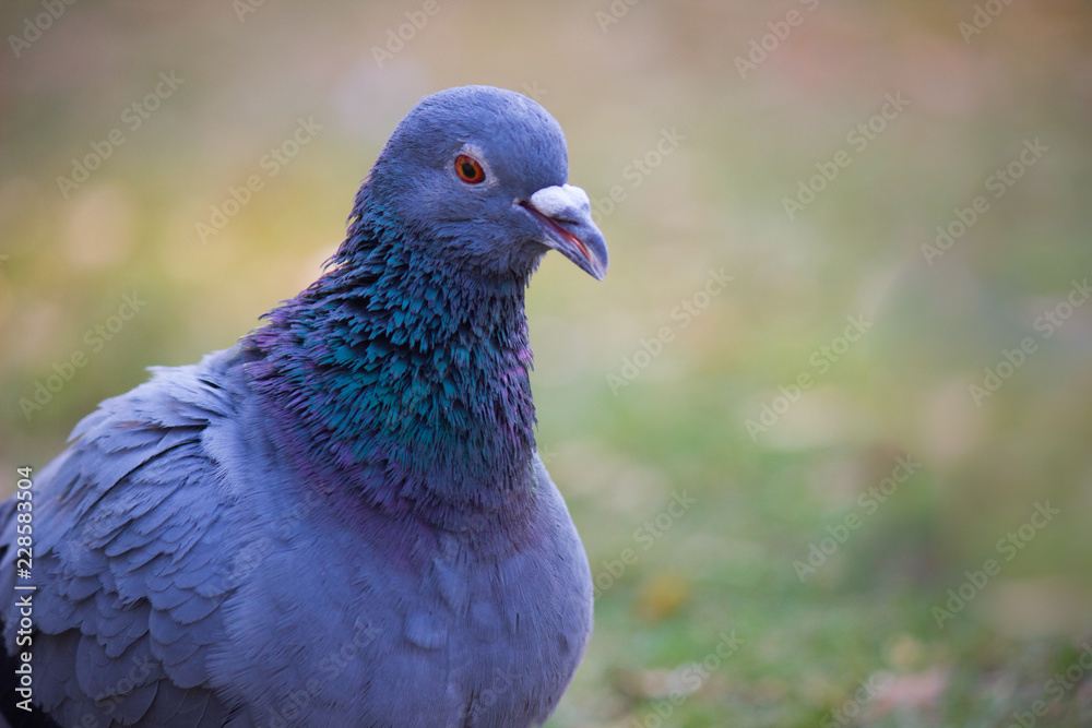 A domestic Pigeon looking curiously in its natural habitat in a soft background. A domestic Pigeon looking curiously in its natural habitat in a soft background.