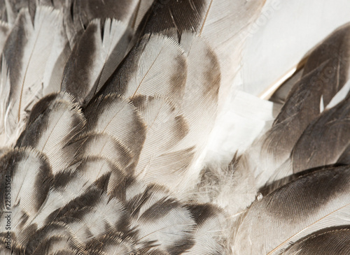 feathers - abstract background