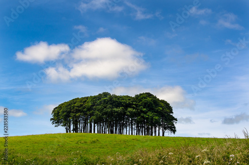 Cookworthy Knapp is a copse near the A30 trunk road in Lifton Devon. A few miles from the Cornish border, it is well known to returning Cornish people as confirmation that they are nearly home photo