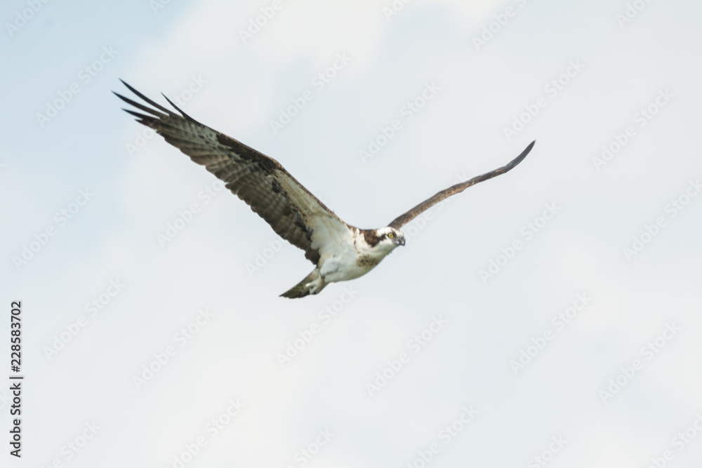 aguila pescadora