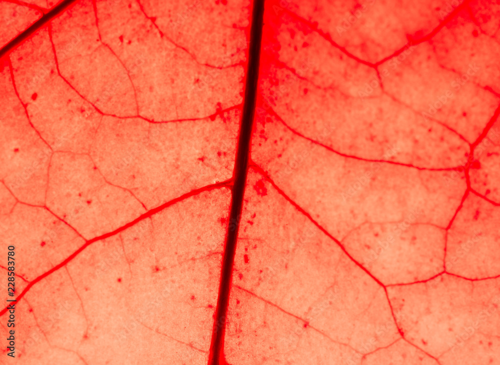Fototapeta premium Close up of colorful autumnal maple leaf