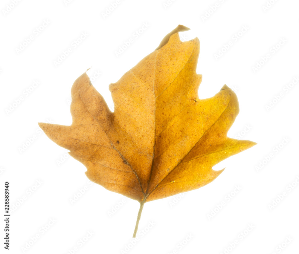 golden maple leaves, isolated on white background golden maple leaves, isolated on white background