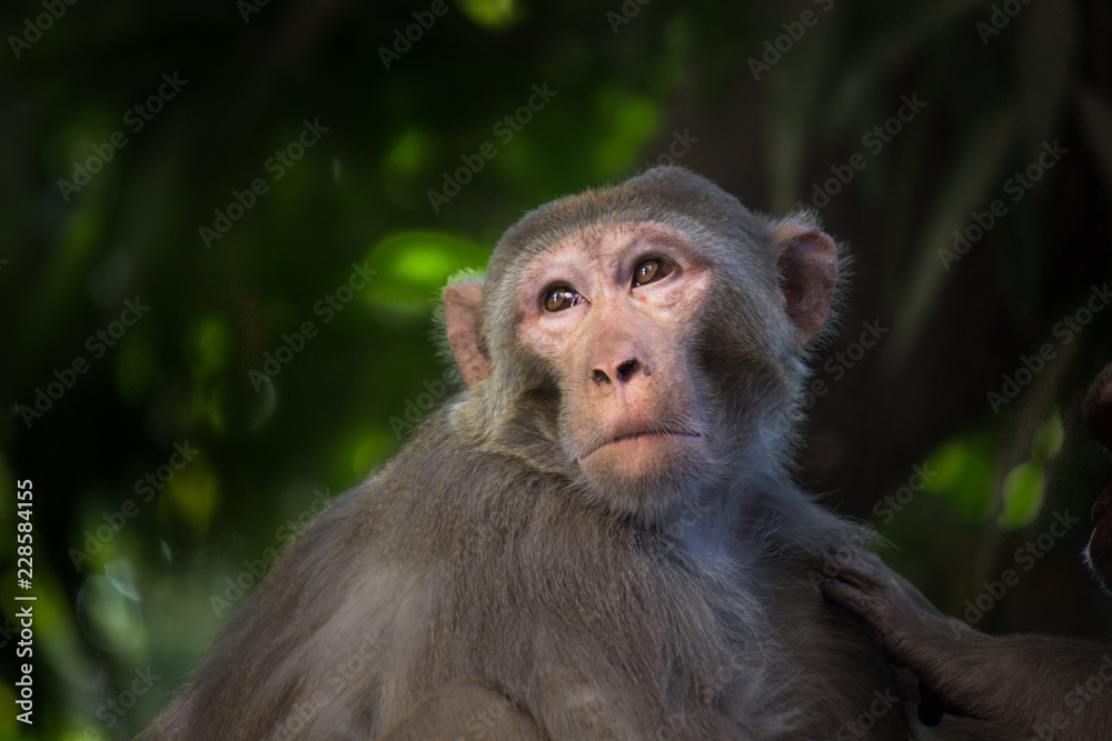 Rhesus macaques are Asian, old monkeys. Their natural range includes Afghanistan, Pakistan, India, Southeast Asia, and China. A few troops of introduced rhesus macaques now live wild in Florida.