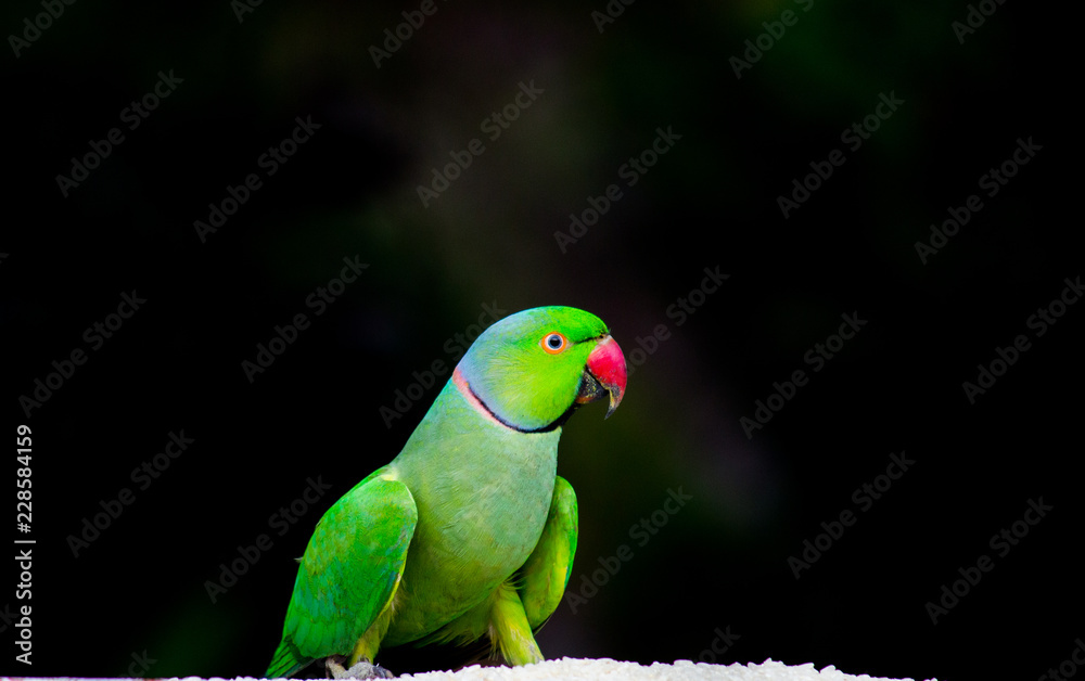 The rose-ringed parakeet, also known as the ring-necked parakeet, is a gregarious tropical Afro-Asian parakeet species that has an extremely large range. The rose-ringed parakeet is sexually dimorphic The rose-ringed parakeet, also known as the ring-necked parakeet, is a gregarious tropical Afro-Asian parakeet species that has an extremely large range. The rose-ringed parakeet is sexually dimorphic