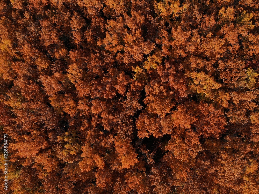 Autumn forest texture Autumn forest texture