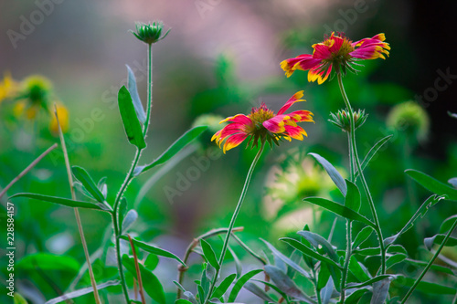 Fototapeta Naklejka Na Ścianę i Meble -  Beautiful Sunflowers blooming away so brightly in the garden with a nice soft background.