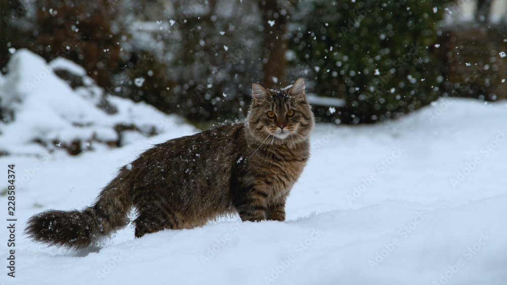 CLOSE UP: Adorable kitty with long brown fur standing in the snowy backyard.
