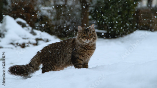 CLOSE UP: Adorable kitty with long brown fur standing in the snowy backyard.