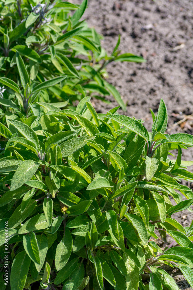 Fototapeta premium Salvia or sage green plant mint family widely used for cooking