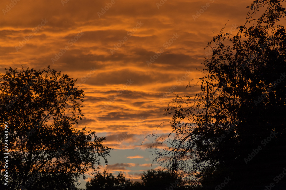 Golden hour, colorful clouds and black silhouettes of trees, sunset on sky