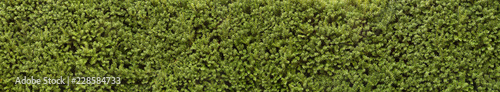 Panorama with leaves. Decorative wall with green twigs.