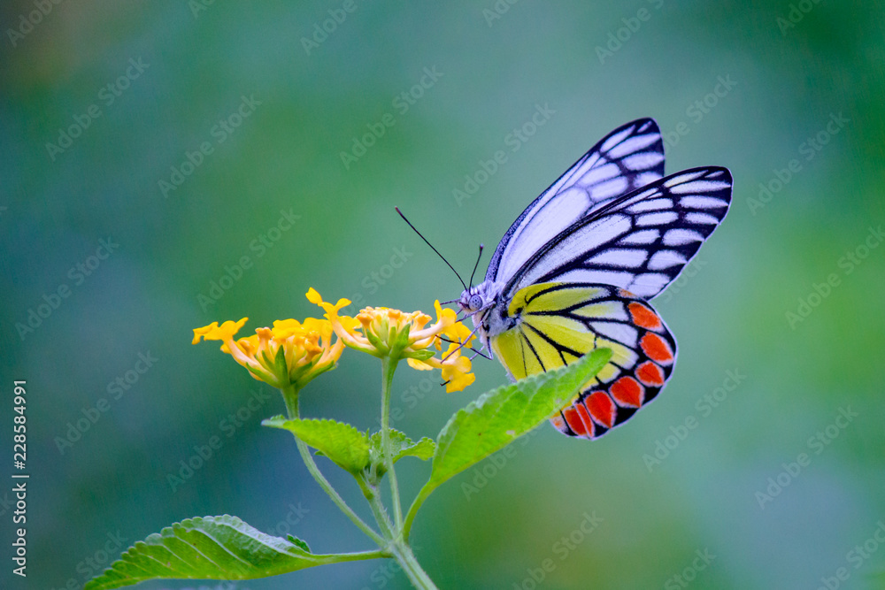 Fototapeta premium Common Indian Jezebel sitting on the flower plants in its natural habitat on a beautiful spring day