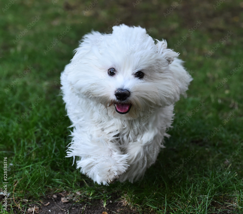 white dog white dog