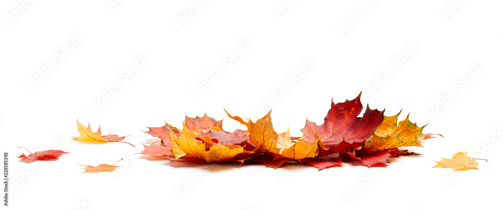 Isolated Autumn Leaves - obrazy, fototapety, plakaty 