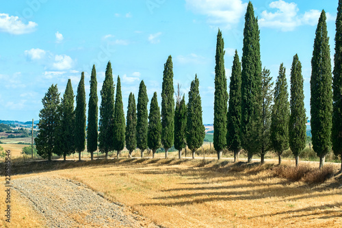 Classic Tuscan landscape with cypress trees in the summer sunny day. Colorful summer view of Italian countryside photo