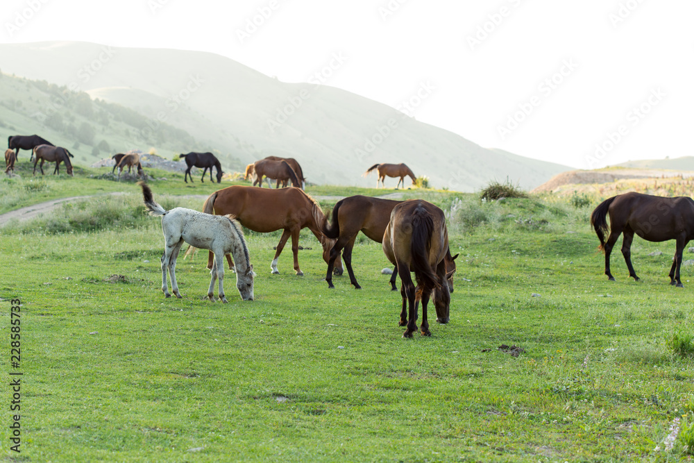 Fototapeta premium Wild horses in a nature reserve. The horses belonging to a local farm. The farm is closed. Horses are walking by themselves
